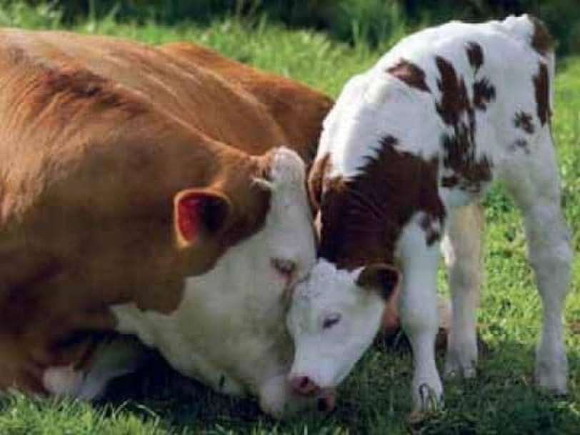Bovine Colostrum Supplement